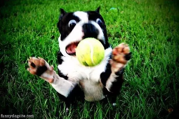 Ball Fetcher