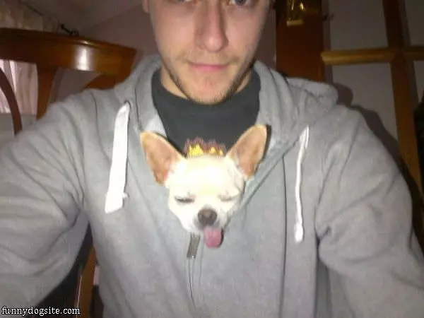 Sweatshirt Dog