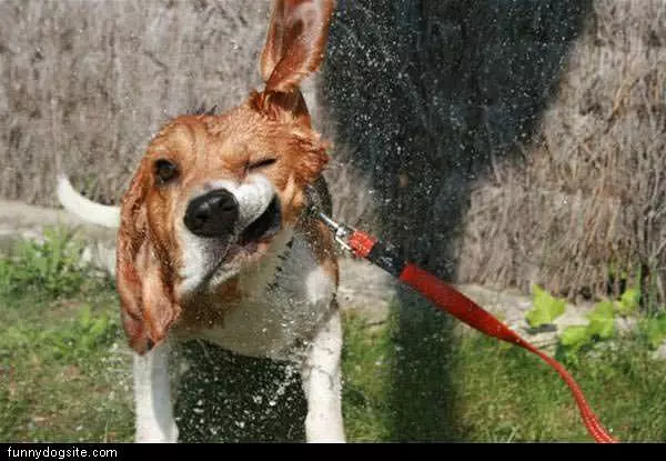 Shake It Off