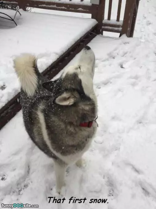 Loving The First Snow
