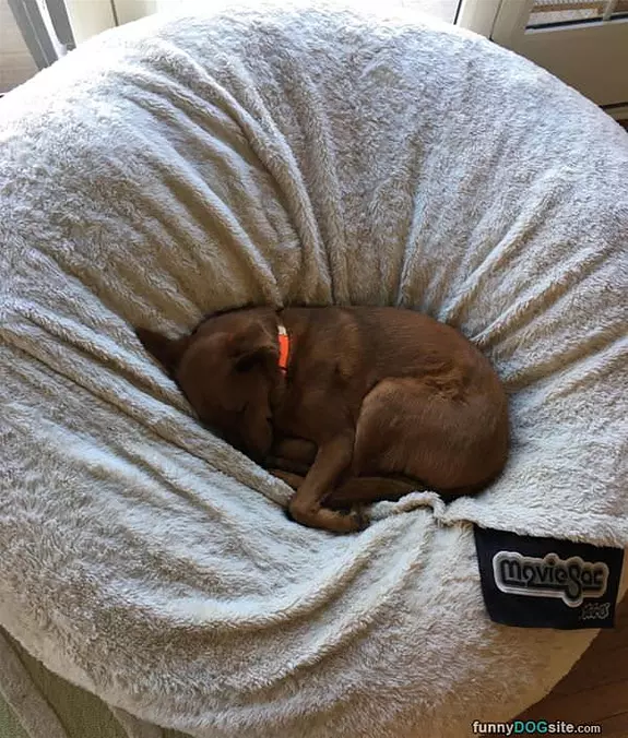Curled Up For Sleep