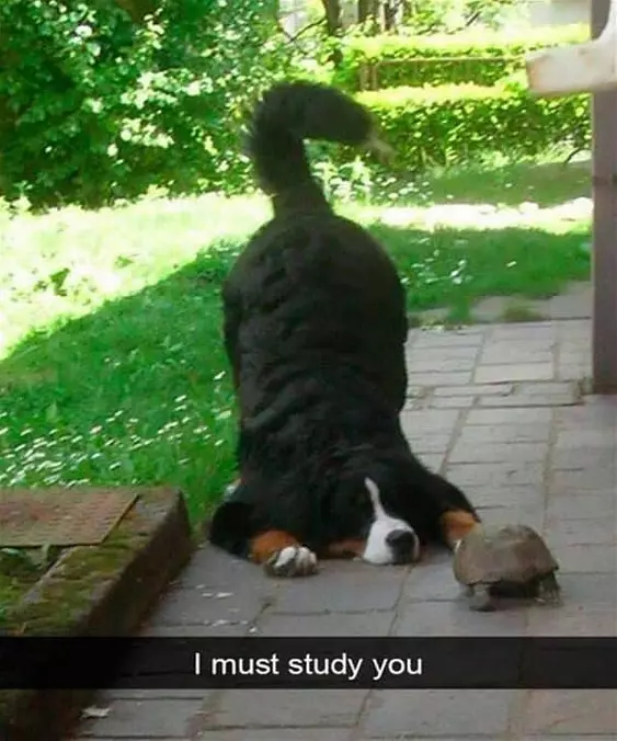 I Must Study You