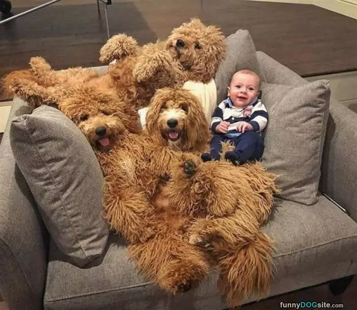 The Dog Couch