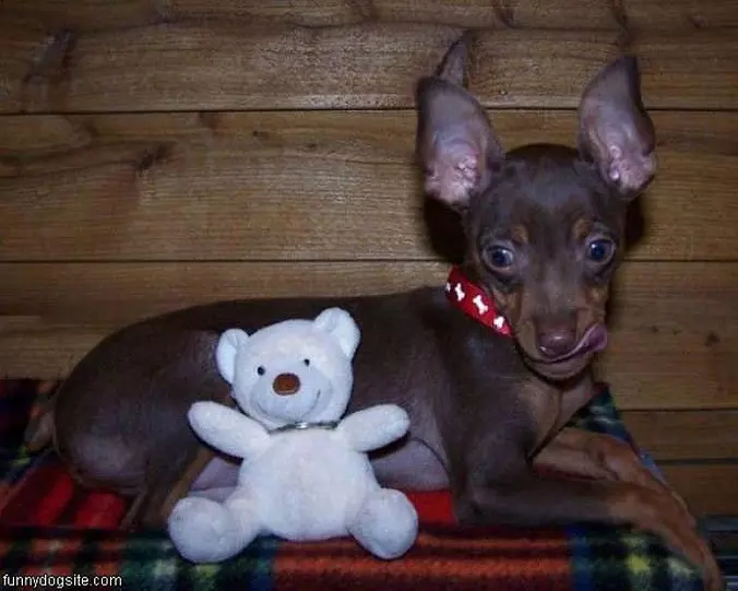 My Bear