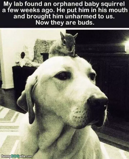 They Are Buds Now