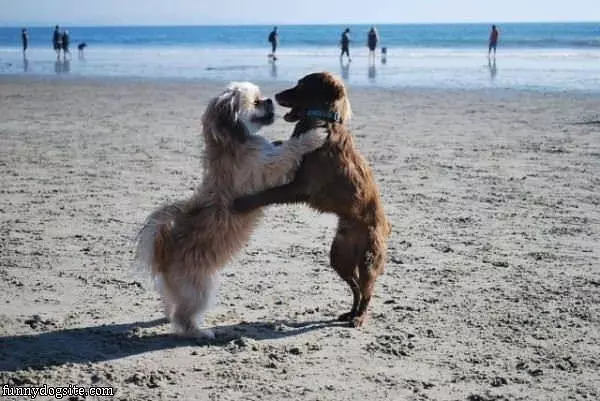 Lets Dance