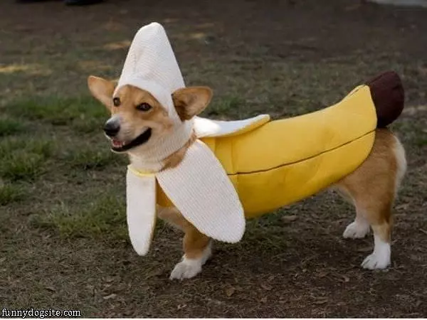 Banana Dog