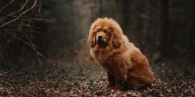Tibetan Mastiff