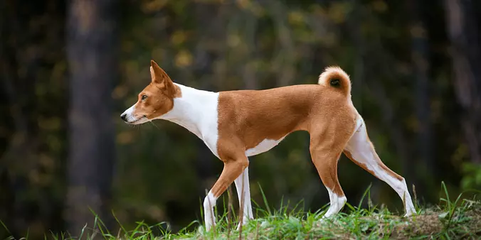 Basenji walking