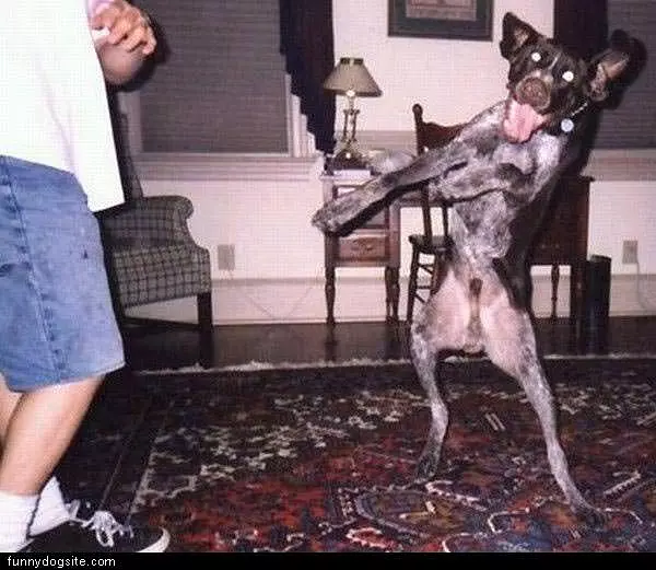 The Happy Dancing Dog