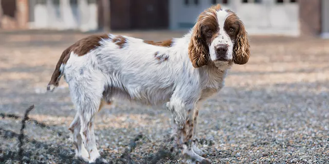 white and brown English Spr...
