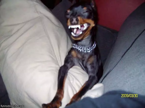 Smiley Dog