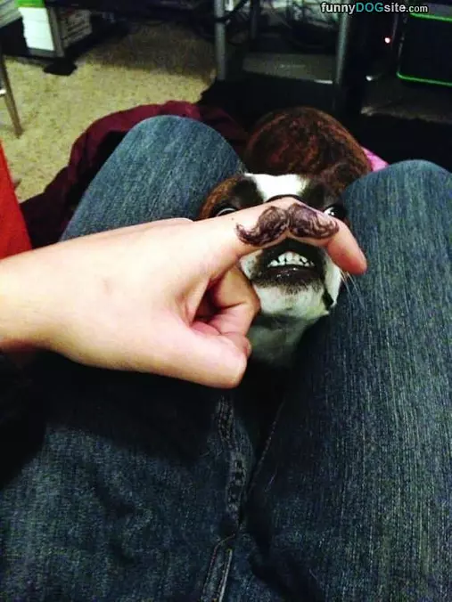 Nice Mustache