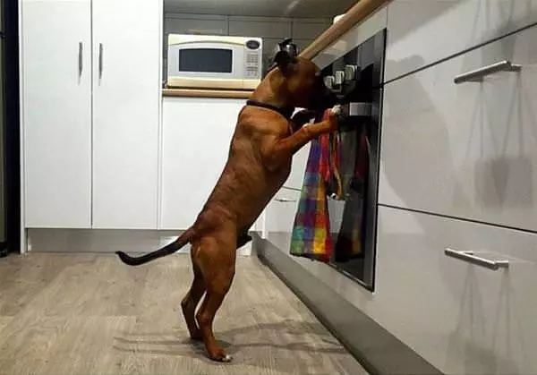 Are You Making Snacks