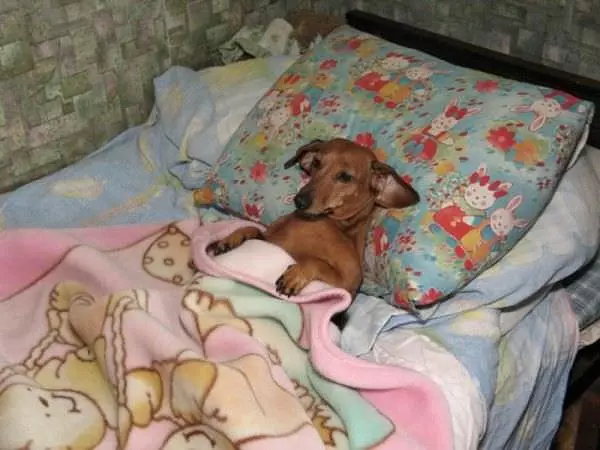 In Bed Dog