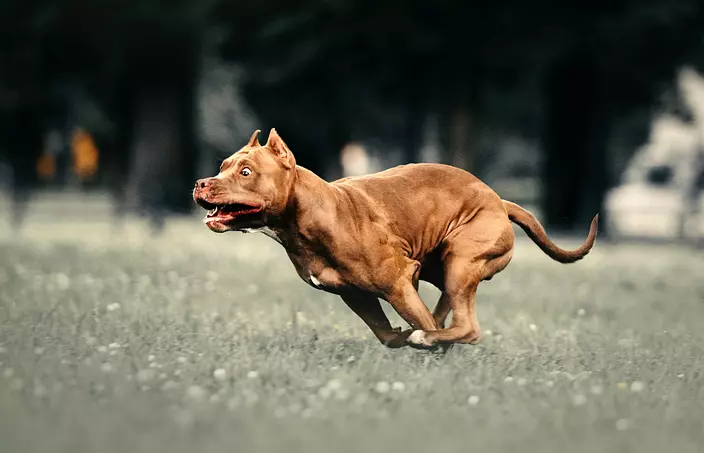 American PitBull Terrier Ru...