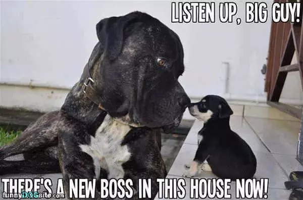 Listen Up Big Guy