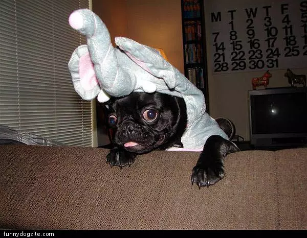 Pugaphent