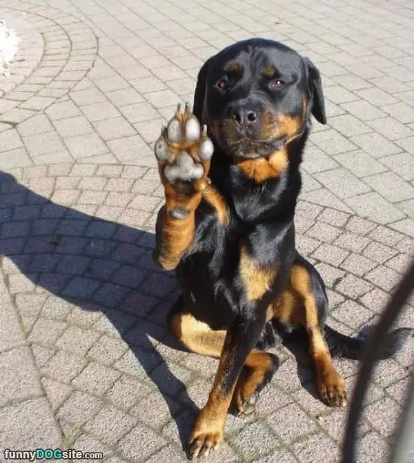 Give Me A High 5