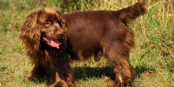 Sussex Spaniel