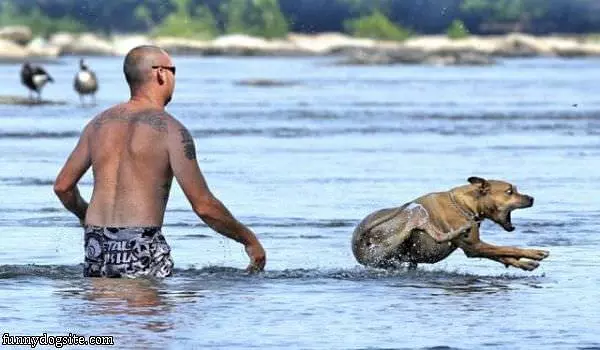 Flying Dog