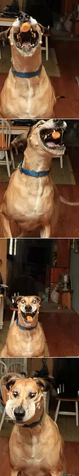 Woof Woof