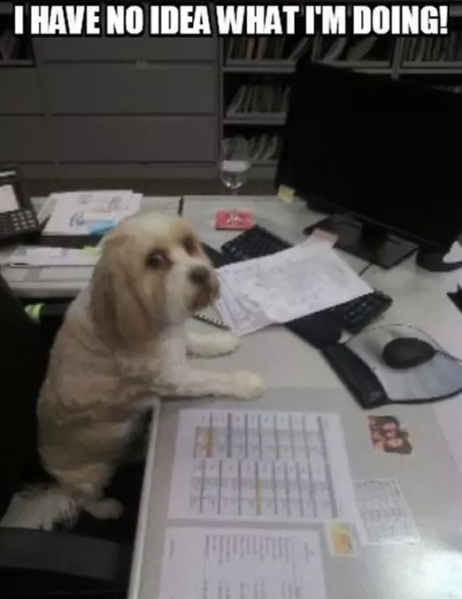 No Idea Dog