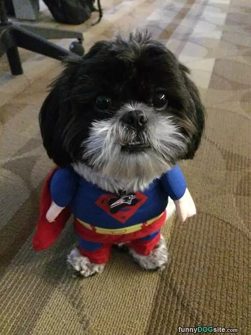 Super Dog