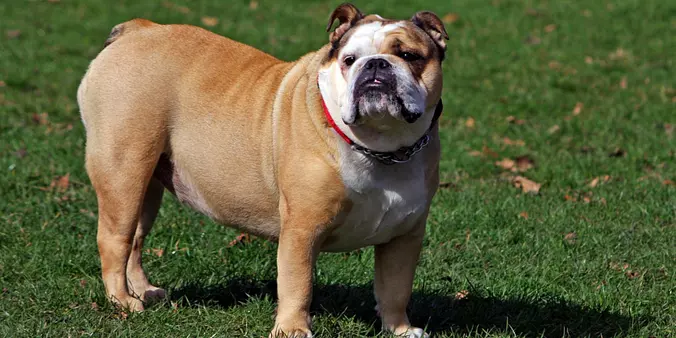 Bulldog looking