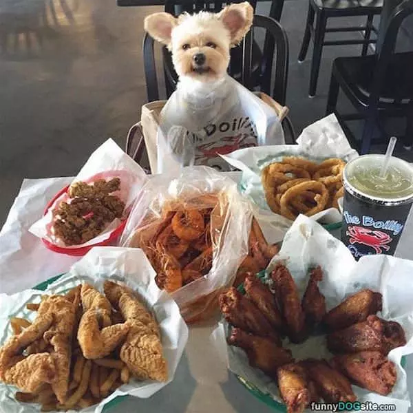 This Is A Very Happy Dog Right Now