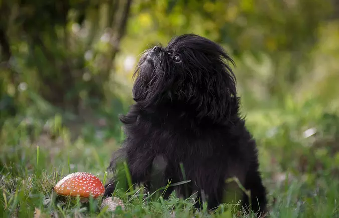 Affenpinscher
