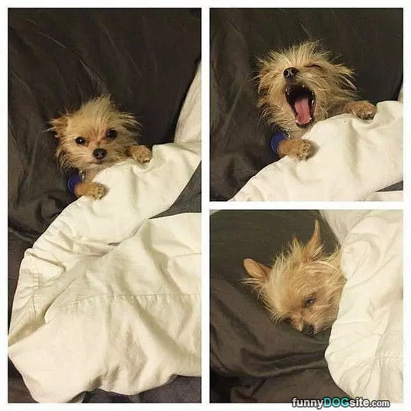 Under The Blankets