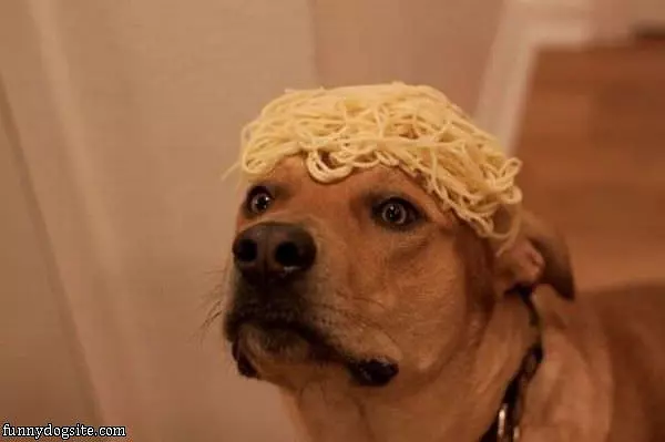 Spaghetti Dog