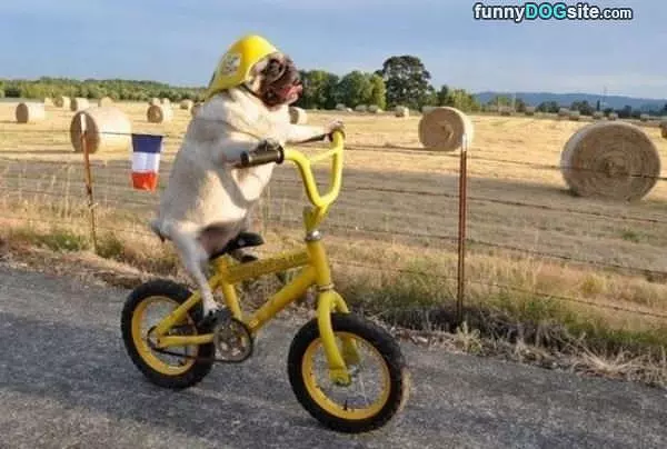 Pug Riding Dirty