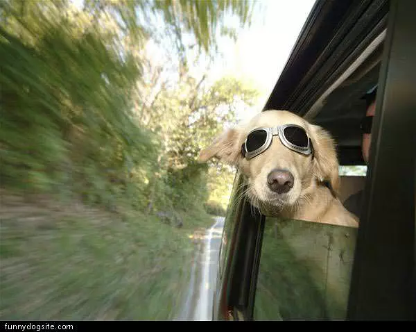 Cool Dog