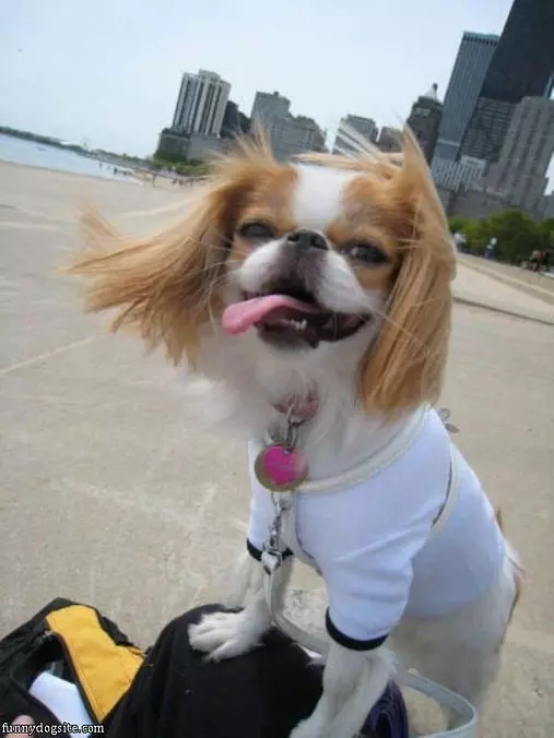 Windy Day