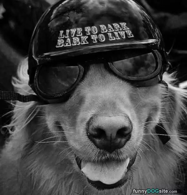 Live To Bark
