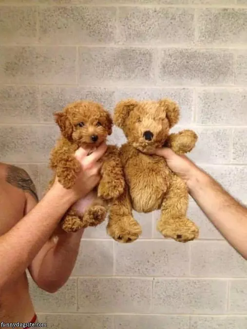 Little Bear Dog