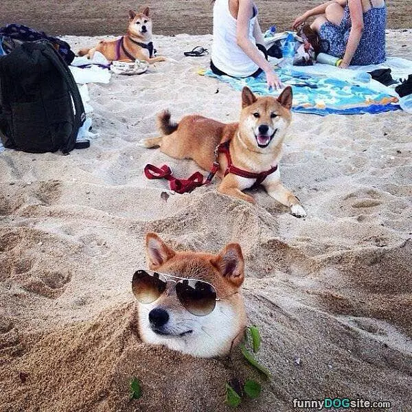 Fun Day At The Beach