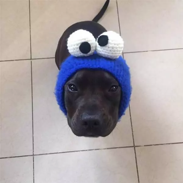 I Am Cookie Monster