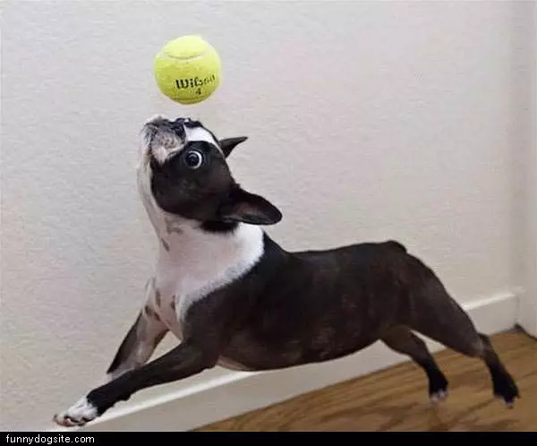 Dog With Tennis Ball