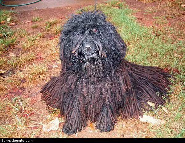 Dog Mop