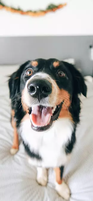 Bernese Mountain