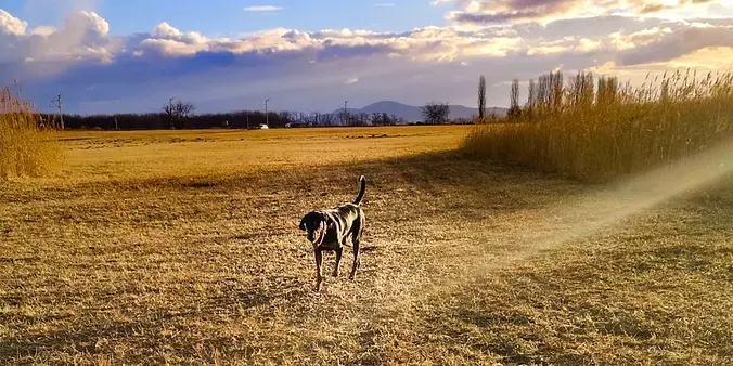 Transylvanian Hound Ordinar...
