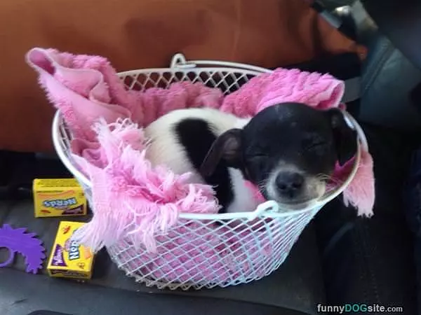 Sleepy Pup