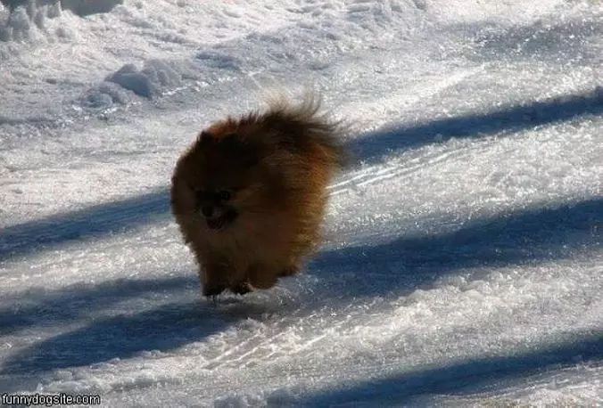 Flying Dog