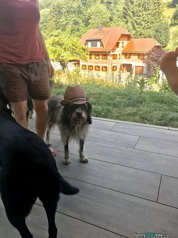 That Is A Cool Dog
