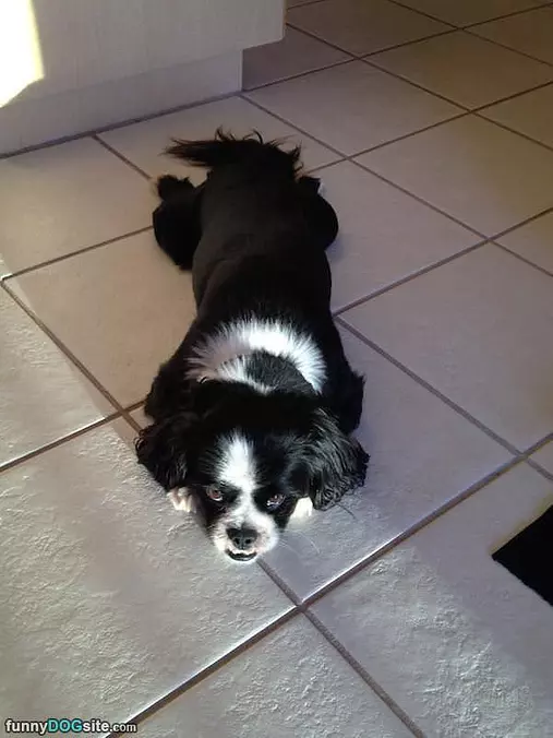 Ready To Pounce