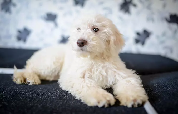 Lagotto Romagnolo puppy