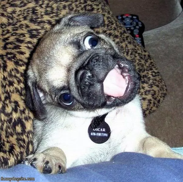 Oscar Likes Treats